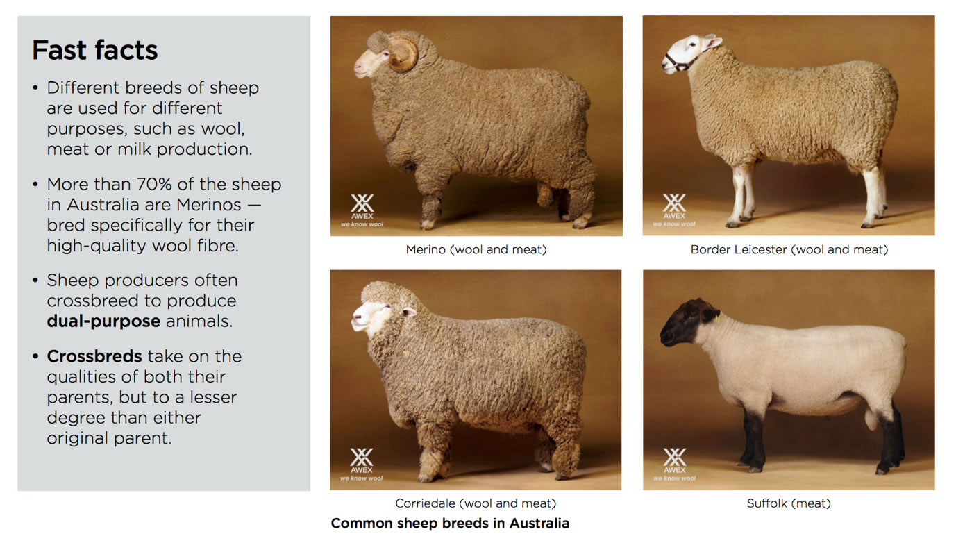 Knowledgebase: Wool - Farm Transparency Project | Australian animal